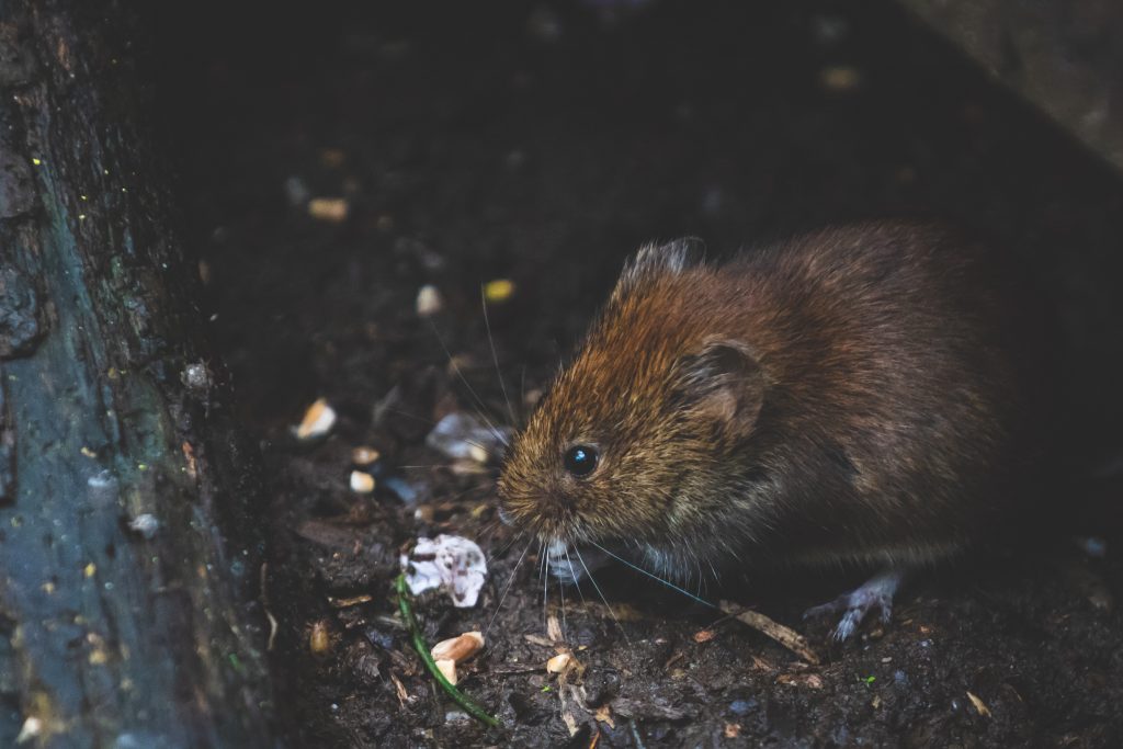 Comment un rat peut entrer dans une maison ?