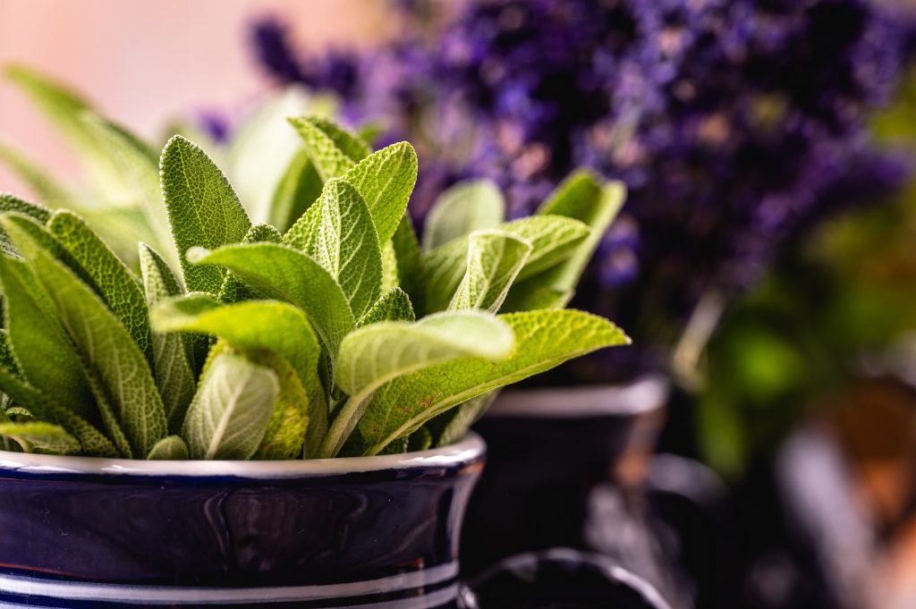 Quels sont les bienfaits de la sauge officinale ?